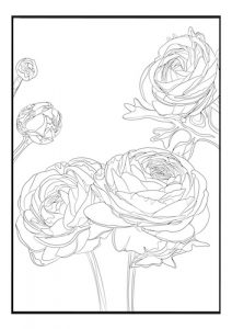 Coloring Page Ranunculus